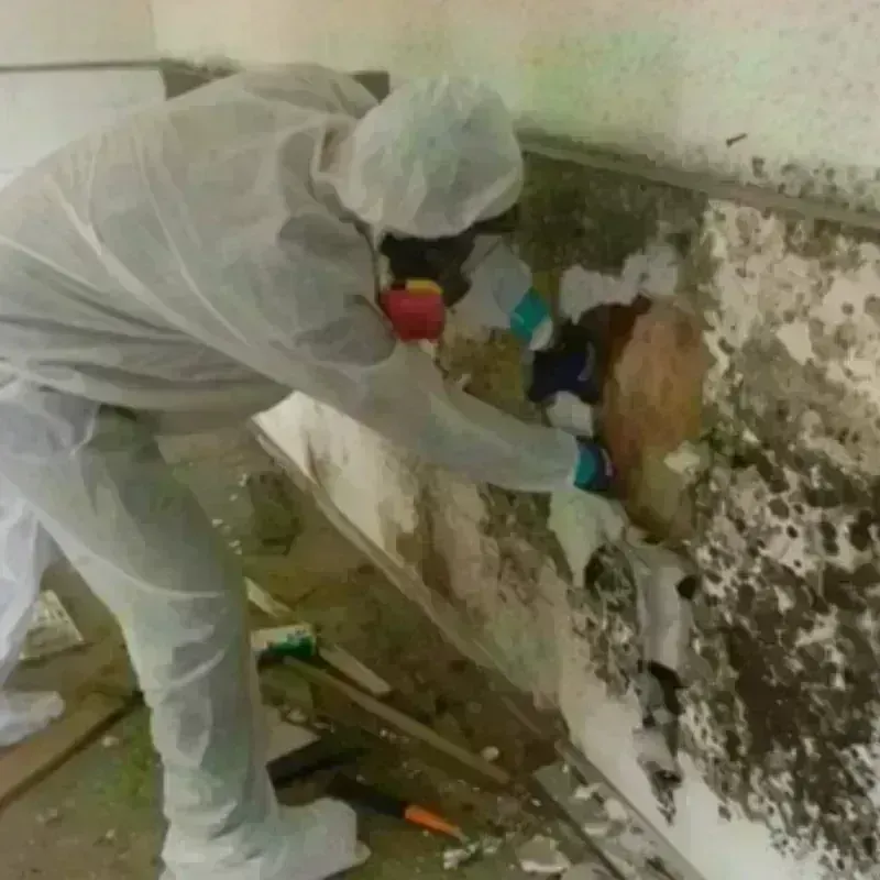 Mold Remediation and Removal in West Blocton, AL